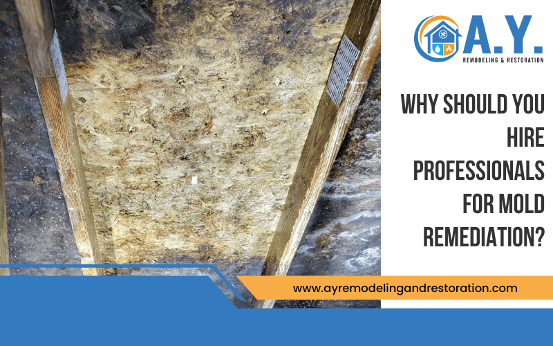 Professionals For Mold Remediation